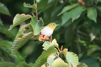 Warbling White-eye 北海道 函館市 東山 Wed, 10/4/2023