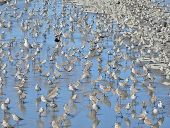 Mon, 10/2/2023 Birding report at Daijugarami Higashiyoka Coast