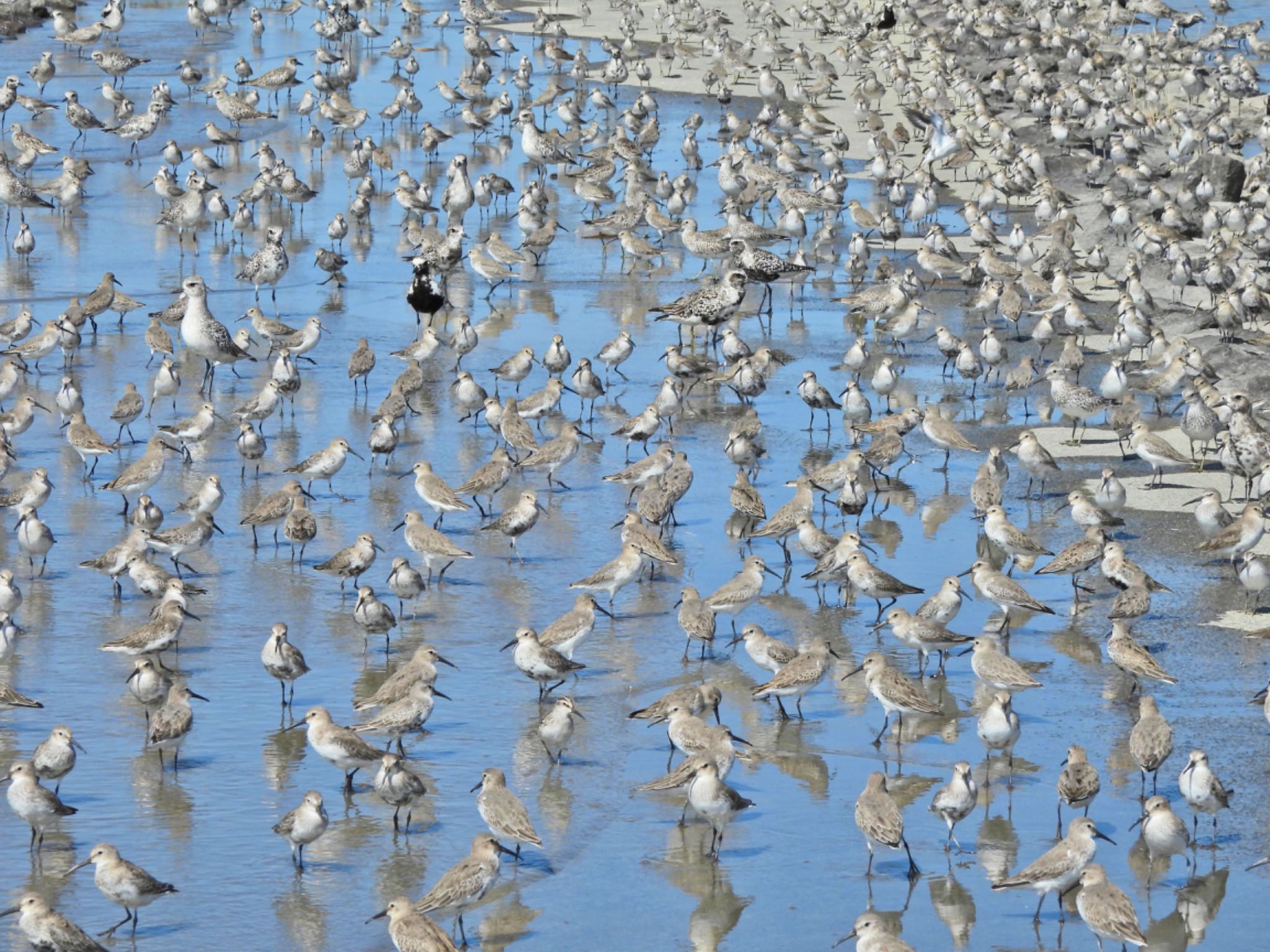 Grey Plover