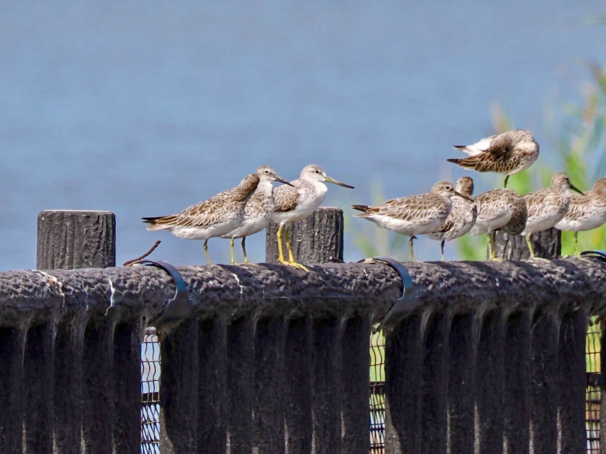 Nordmann's Greenshank