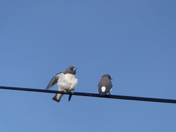 White-breasted Woodswallow Central Coast Wetlands Pioneer Dairy(NSW) Mon, 10/2/2023