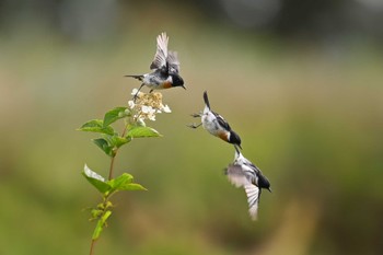 Amur Stonechat 八島湿原(八島ヶ原湿原) Mon, 8/7/2023