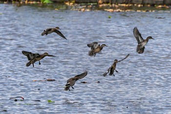 Eurasian Teal 霞ヶ浦 Sat, 9/30/2023