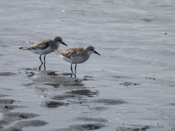 トウネン ふなばし三番瀬海浜公園 2023年9月30日(土)