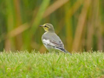 White Wagtail 旧芝離宮恩賜庭園 Sat, 9/30/2023