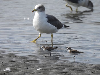 トウネン ふなばし三番瀬海浜公園 2023年9月30日(土)