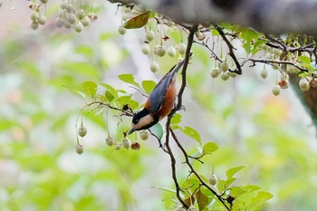 Sun, 10/1/2023 Birding report at 愛知県緑化センター 昭和の森