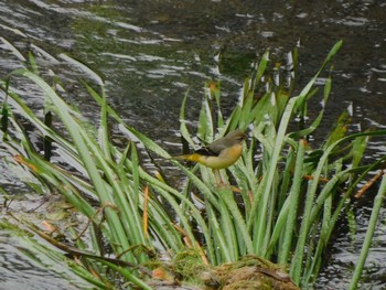 2023年10月4日(水) 妙正寺川の野鳥観察記録