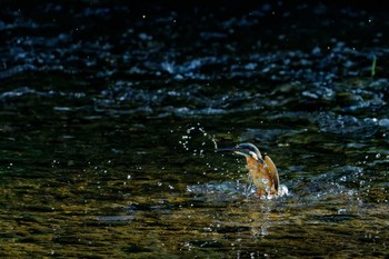 Common Kingfisher 甲府市 Thu, 9/14/2023