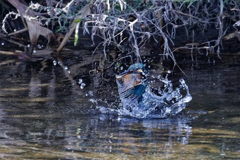 Common Kingfisher 甲府市 Sun, 9/17/2023