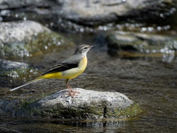 Sun, 10/1/2023 Birding report at 長崎県