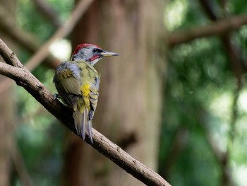 Sat, 9/30/2023 Birding report at 長崎県