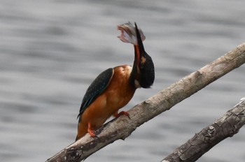 Common Kingfisher Toneri Park Sun, 10/1/2023