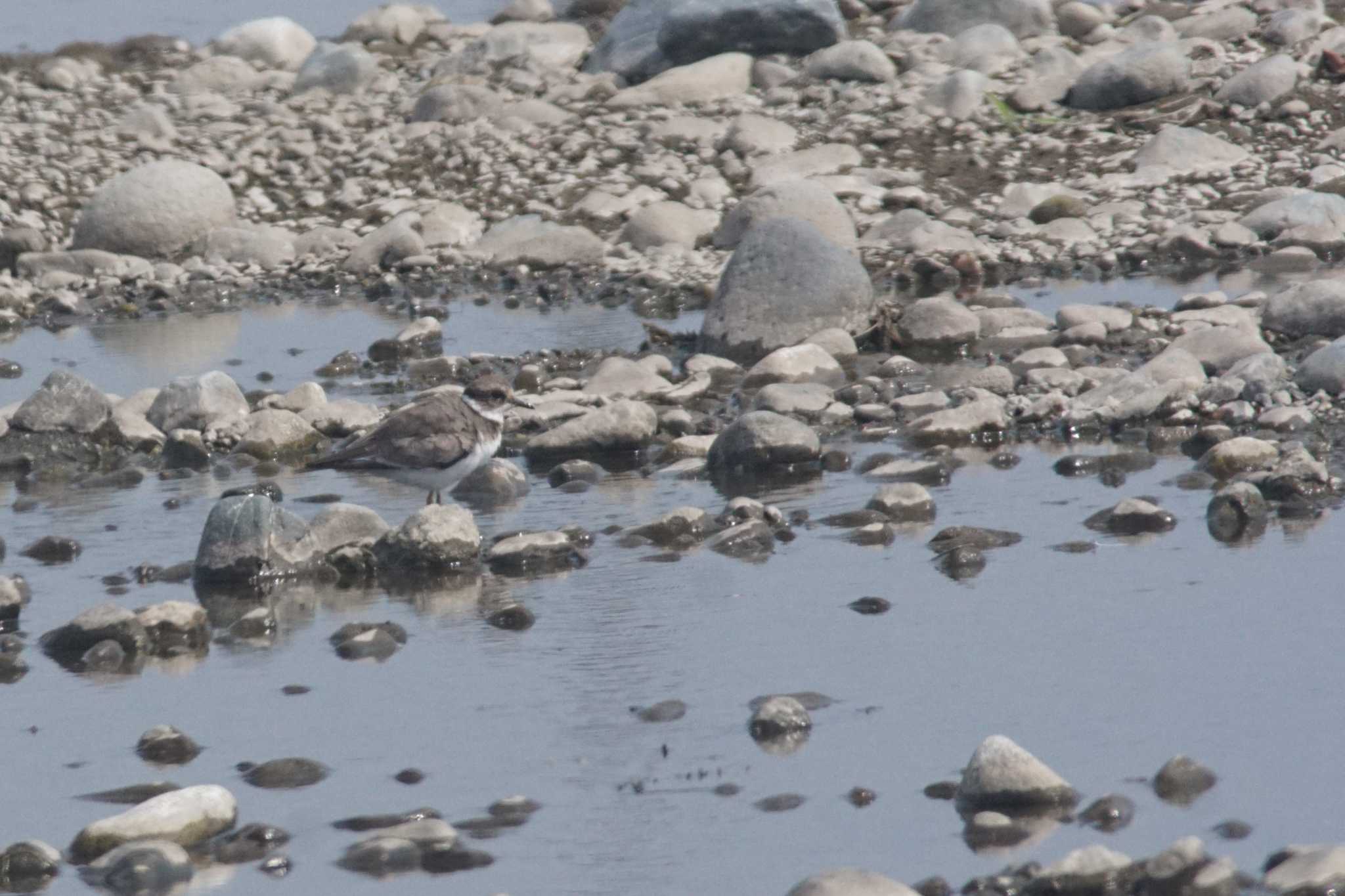 Photo of Long-billed Plover at 酒匂川河口 by bea