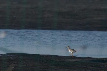 ソリハシシギ ふなばし三番瀬海浜公園 2023年9月26日(火)