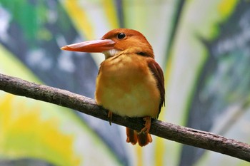 Ruddy Kingfisher 高知県 Thu, 9/28/2023