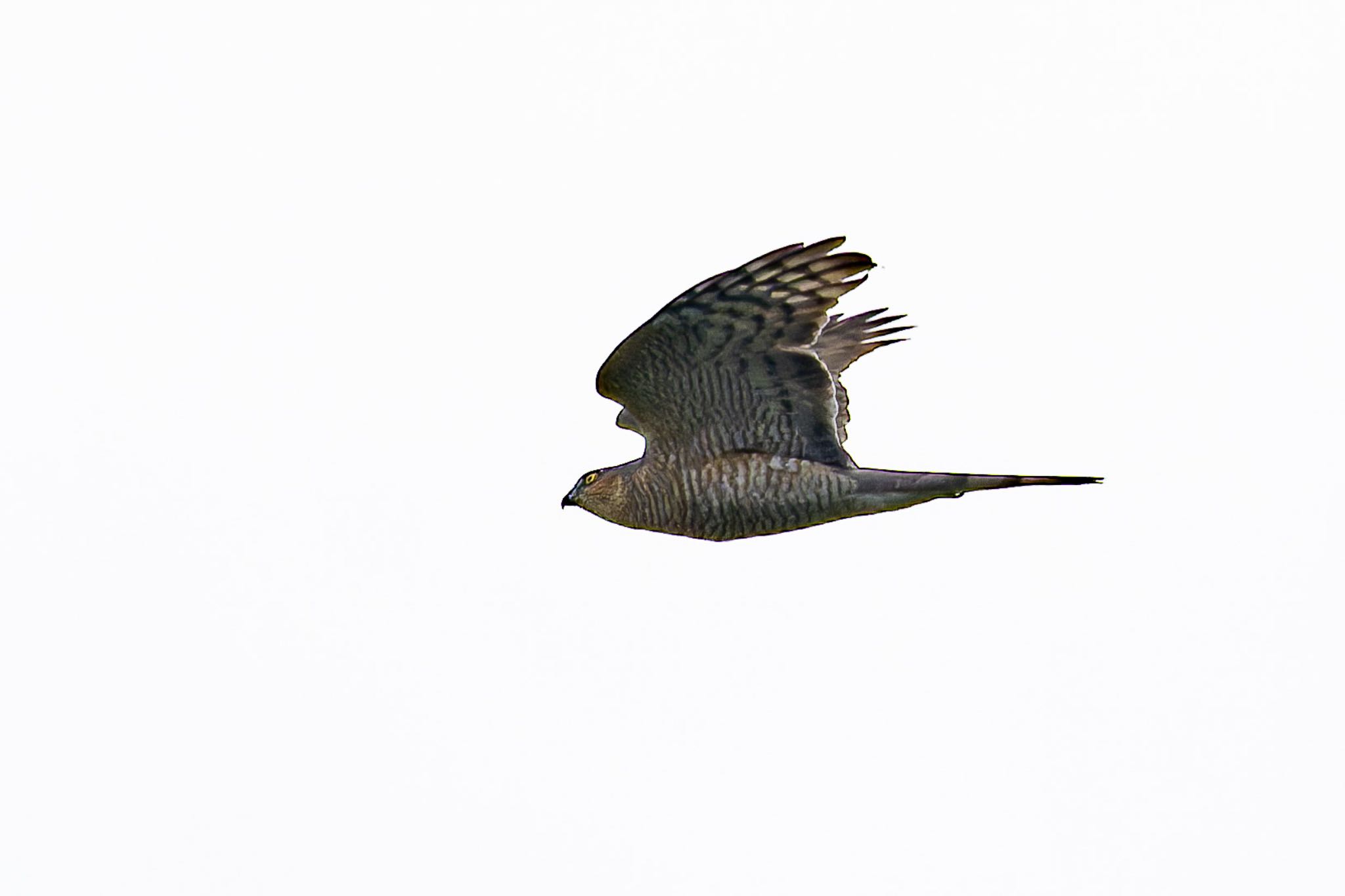 Photo of Eurasian Sparrowhawk at 福岡県 by そいぎんた