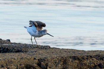 Common Greenshank Unknown Spots Sat, 9/30/2023