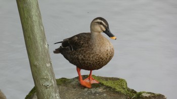 Eastern Spot-billed Duck Nara Park Wed, 10/4/2023
