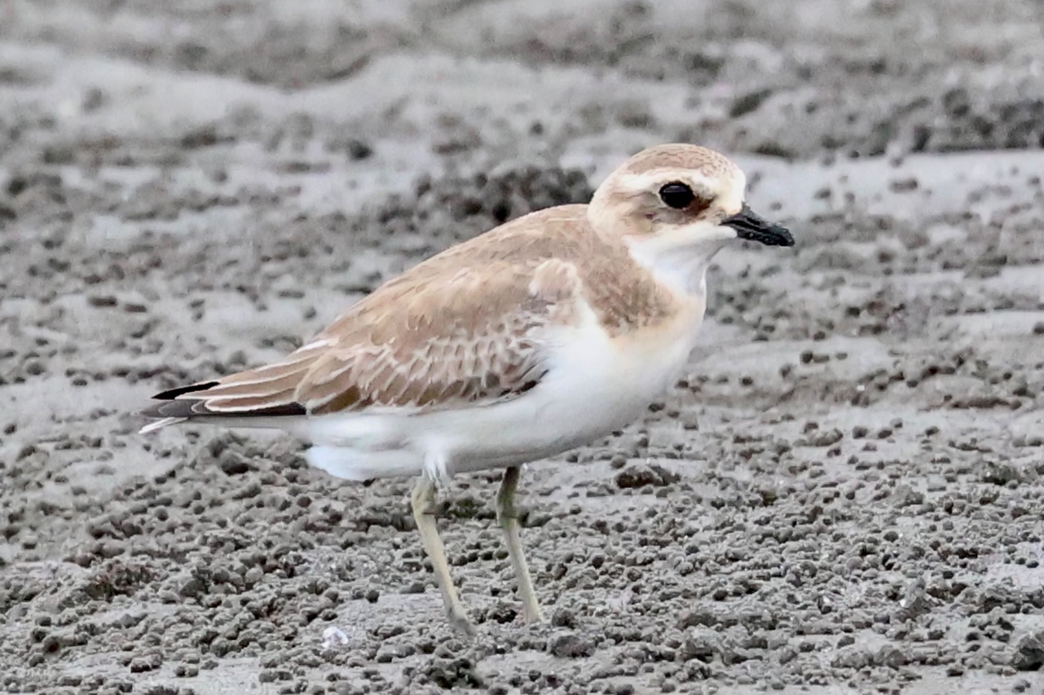 Siberian Sand Plover