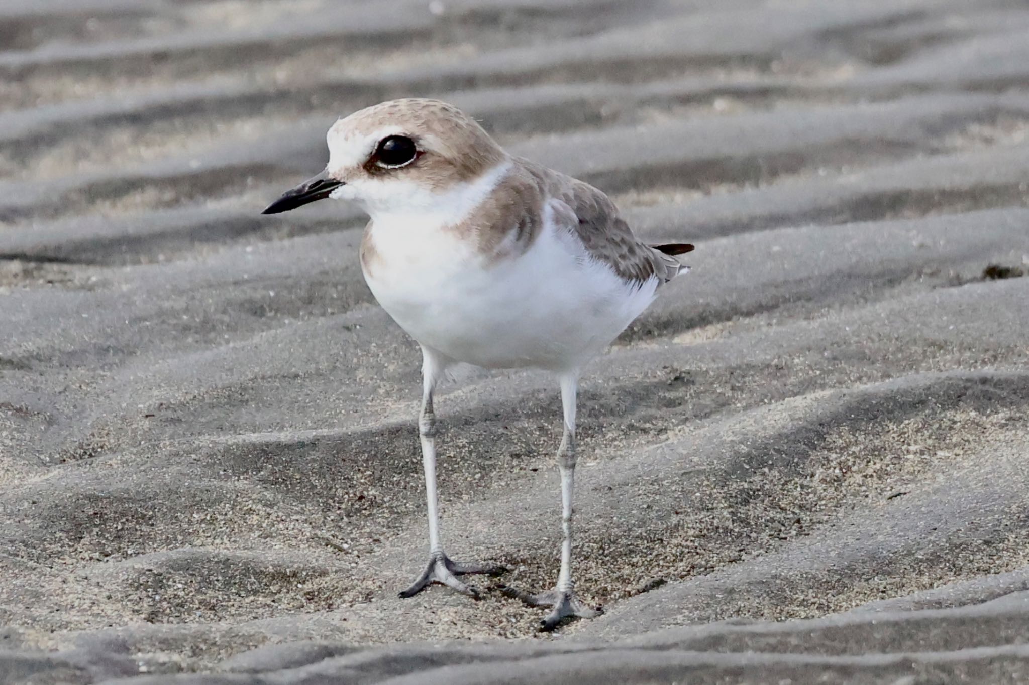 Kentish Plover