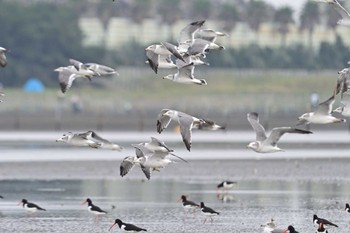 ウミネコ 船橋市 2023年10月1日(日)