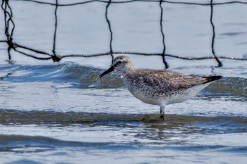 コオバシギ ふなばし三番瀬海浜公園 2023年9月30日(土)