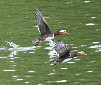 Sun, 10/1/2023 Birding report at DIC川村記念美術館庭園