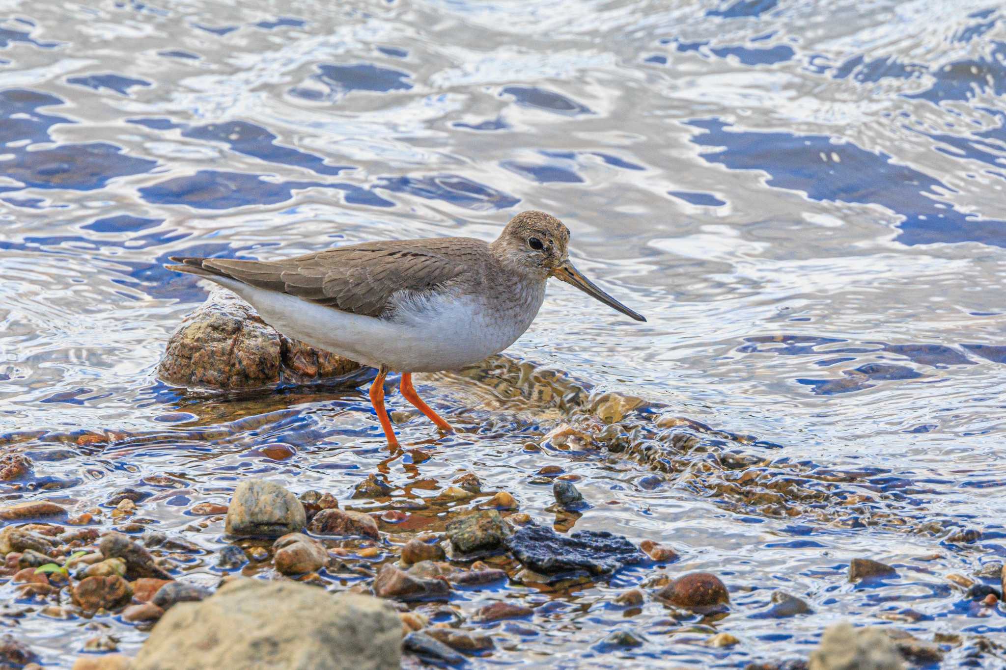 Photo of Terek Sandpiper at 加古大池 by ときのたまお