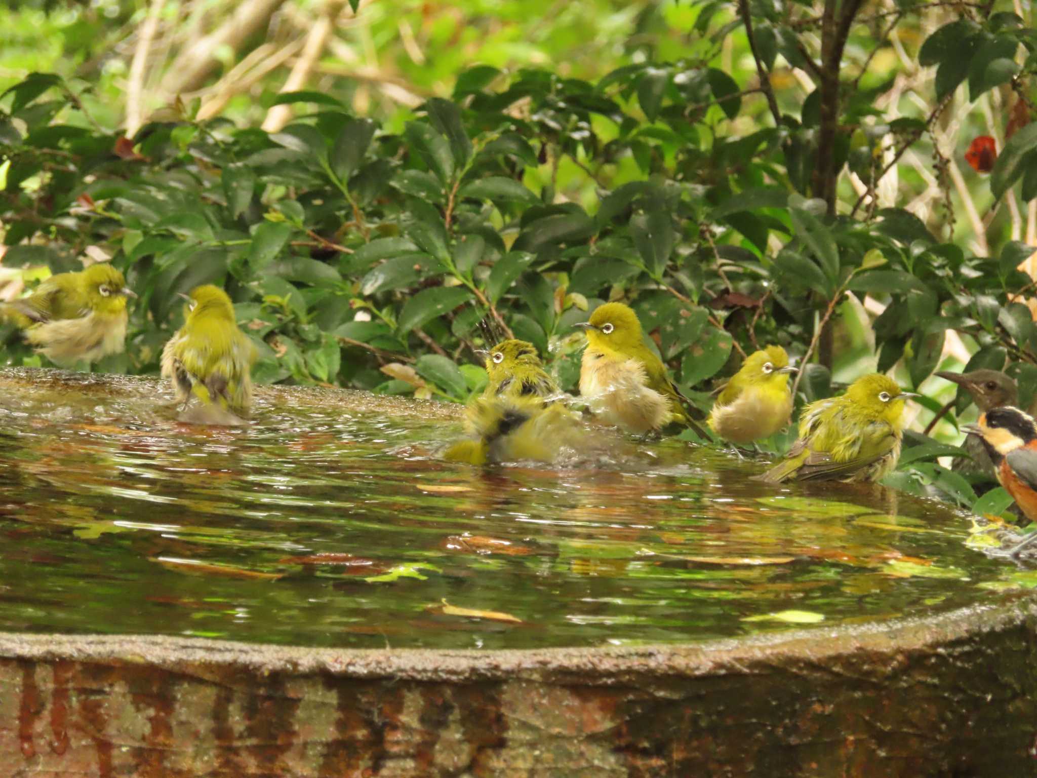 Warbling White-eye