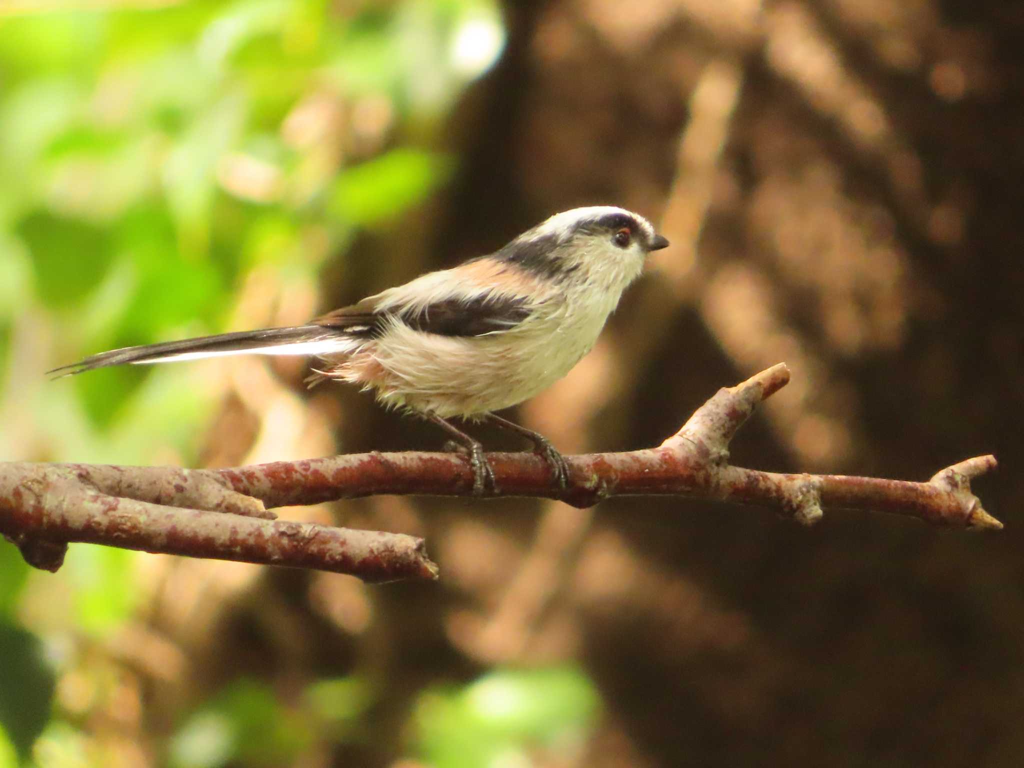 Long-tailed Tit