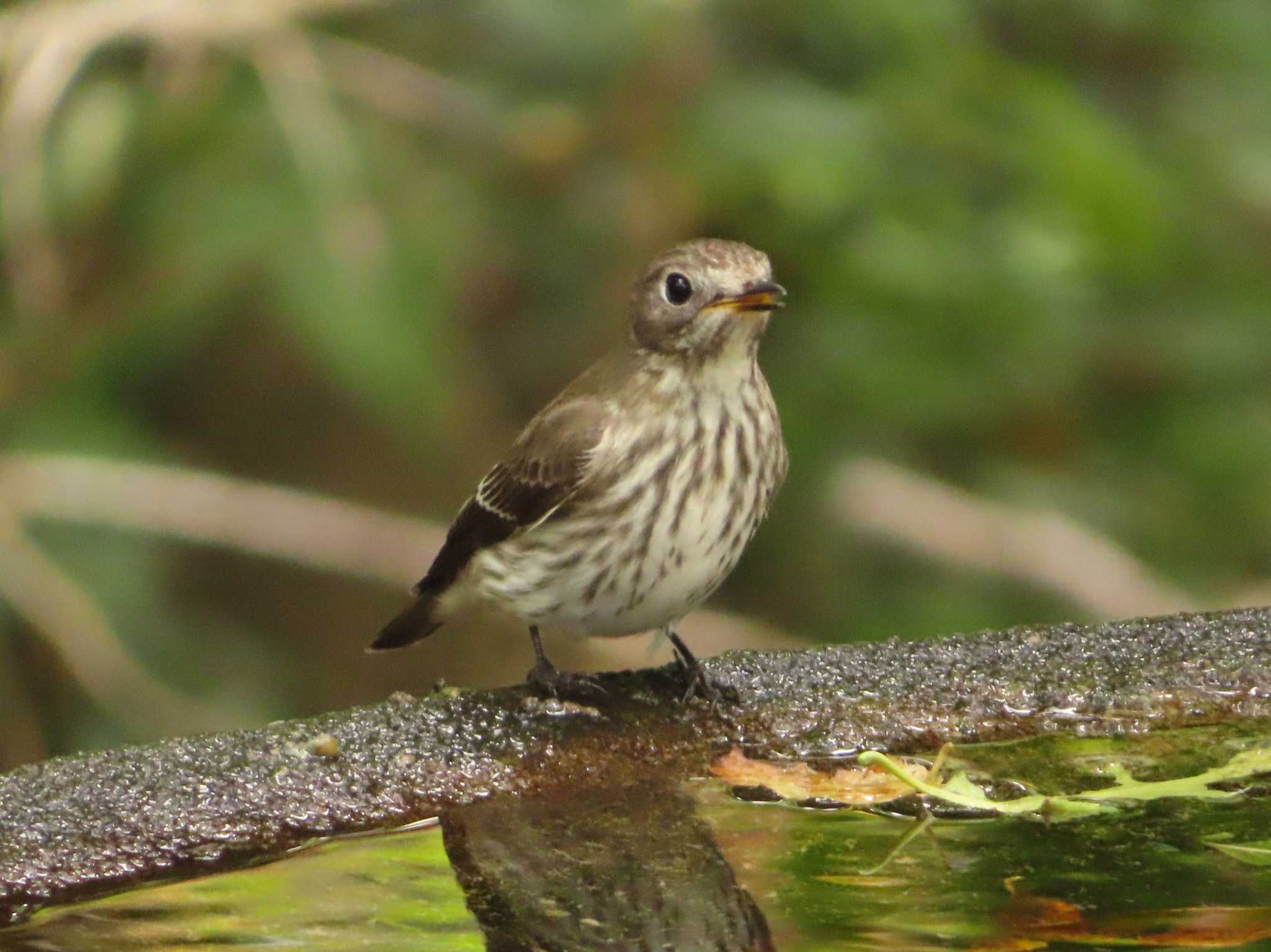 Grey-streaked Flycatcher