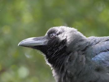 Large-billed Crow Shinjuku Gyoen National Garden Thu, 10/5/2023