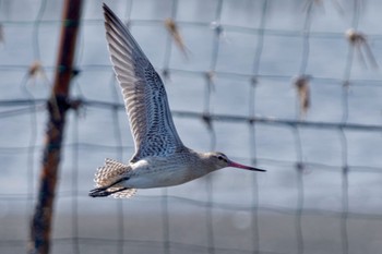 2023年9月30日(土) ふなばし三番瀬海浜公園の野鳥観察記録