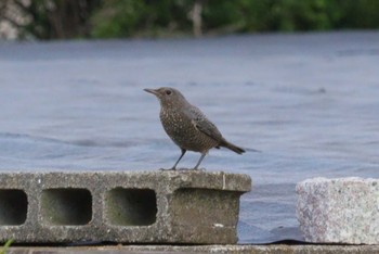 2023年10月5日(木) 自宅の野鳥観察記録