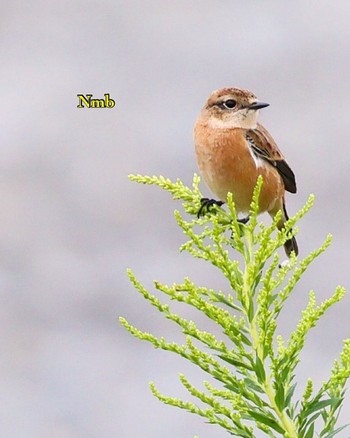 Amur Stonechat Unknown Spots Unknown Date