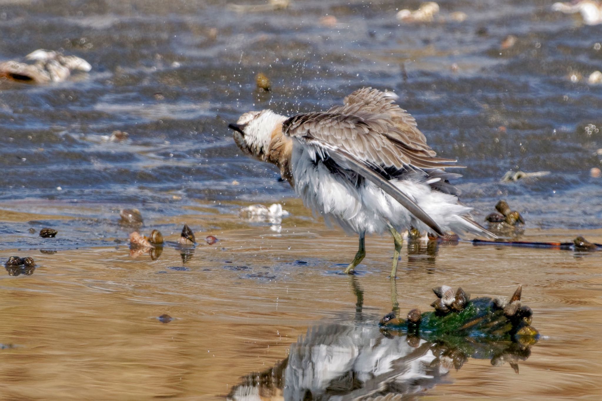 ふなばし三番瀬海浜公園 メダイチドリの写真