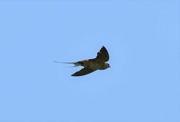 2023年10月1日(日) 浮島ヶ原自然公園の野鳥観察記録