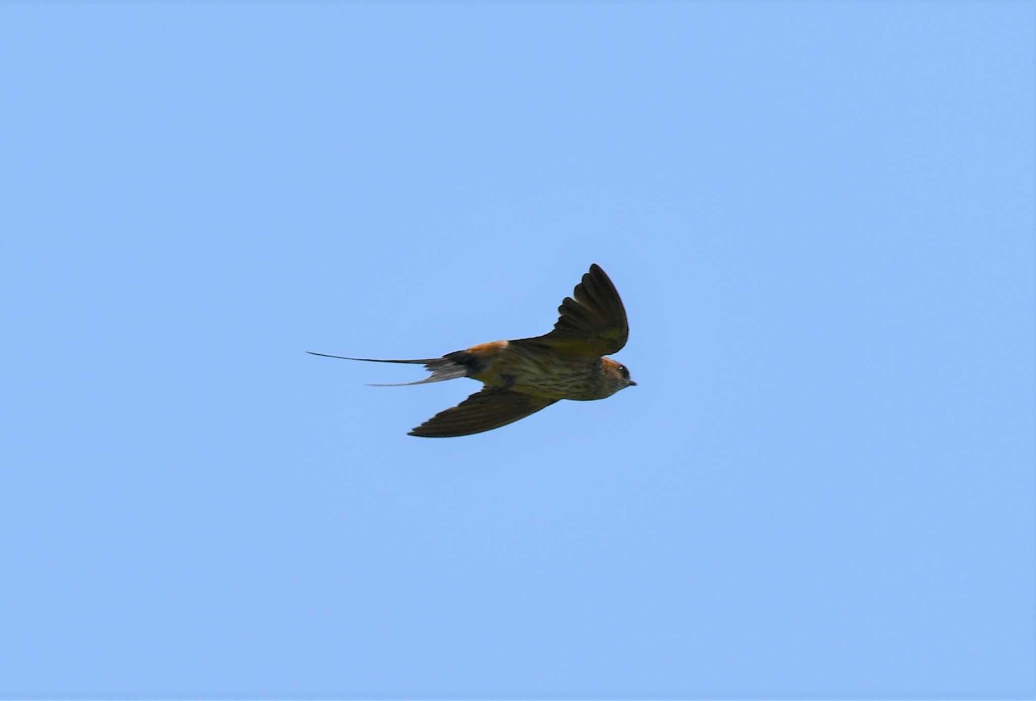 浮島ヶ原自然公園 コシアカツバメの写真