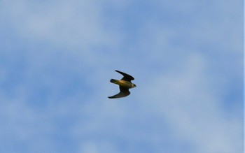 Eurasian Hobby Cape Irago Mon, 10/2/2023