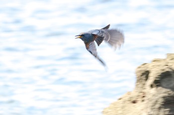 Blue Rock Thrush Unknown Spots Wed, 10/4/2023