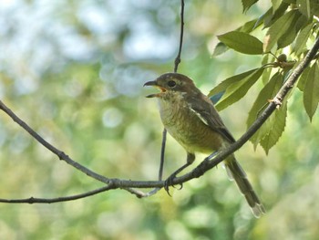 2023年9月3日(日) 平城宮跡の野鳥観察記録