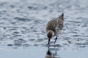 コオバシギ ふなばし三番瀬海浜公園 2023年9月30日(土)