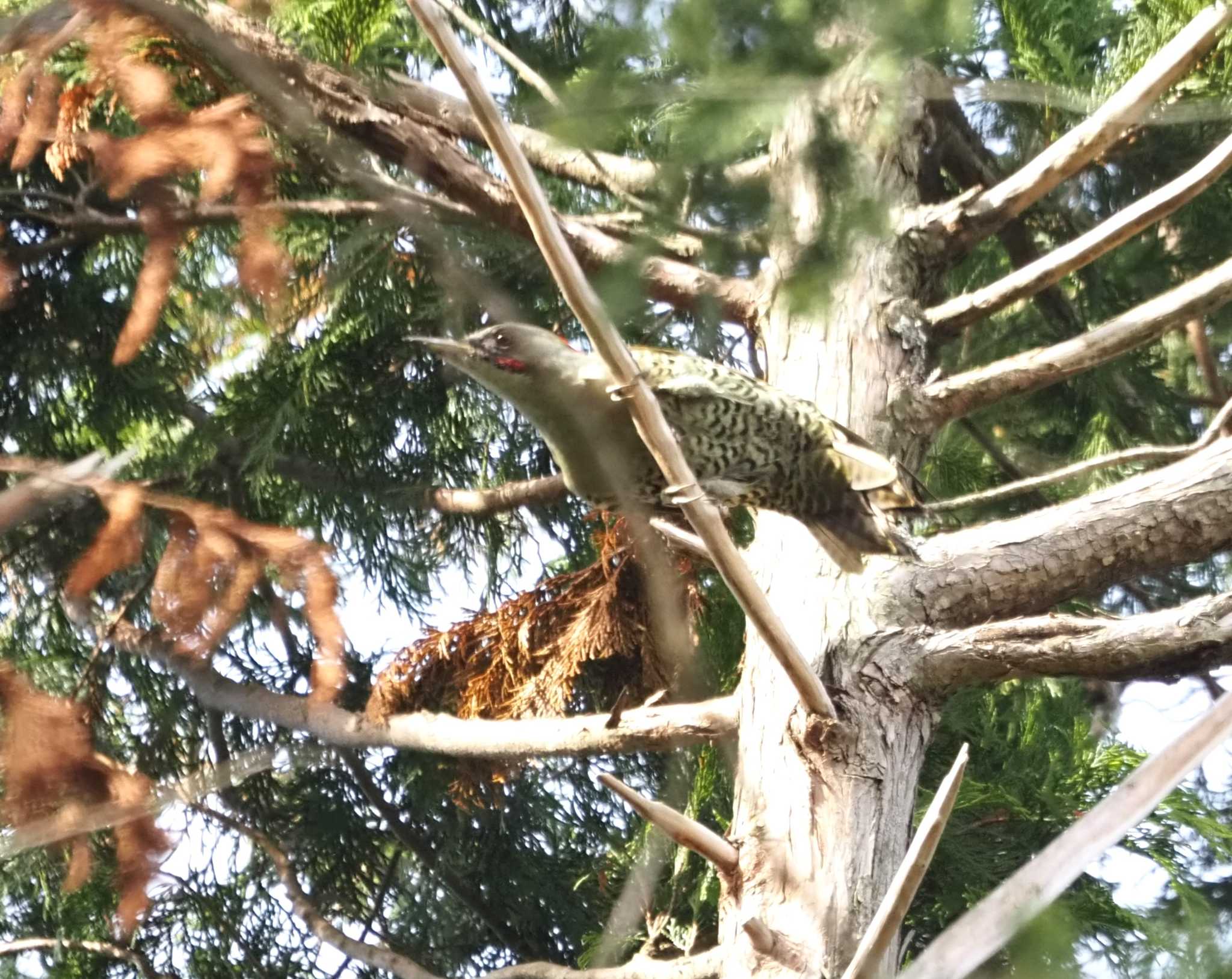 Photo of Japanese Green Woodpecker at 和泉葛城山 by マル