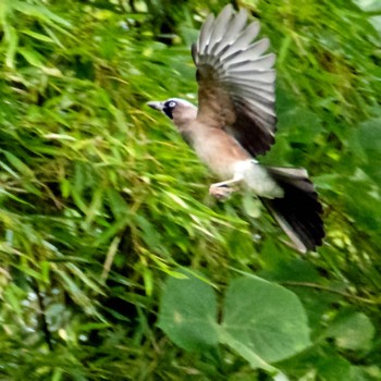 Eurasian Jay 慈恩寺 Thu, 10/5/2023