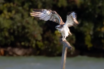 ミサゴ 山口県立きらら浜自然観察公園 2023年10月5日(木)