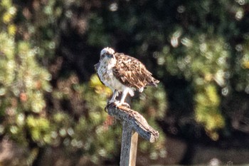 Osprey 山口県立きらら浜自然観察公園 Thu, 10/5/2023