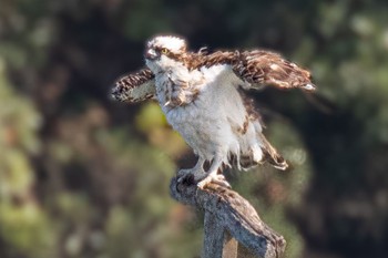 ミサゴ 山口県立きらら浜自然観察公園 2023年10月5日(木)