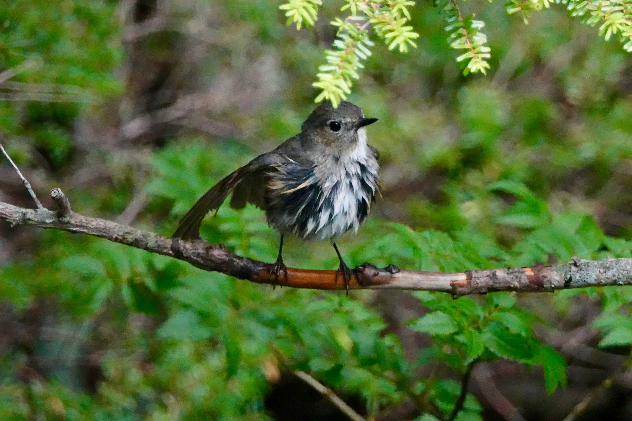 Red-flanked Bluetail