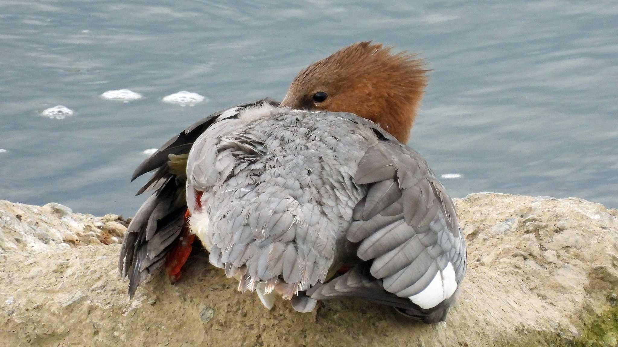 武庫川 カワアイサの写真